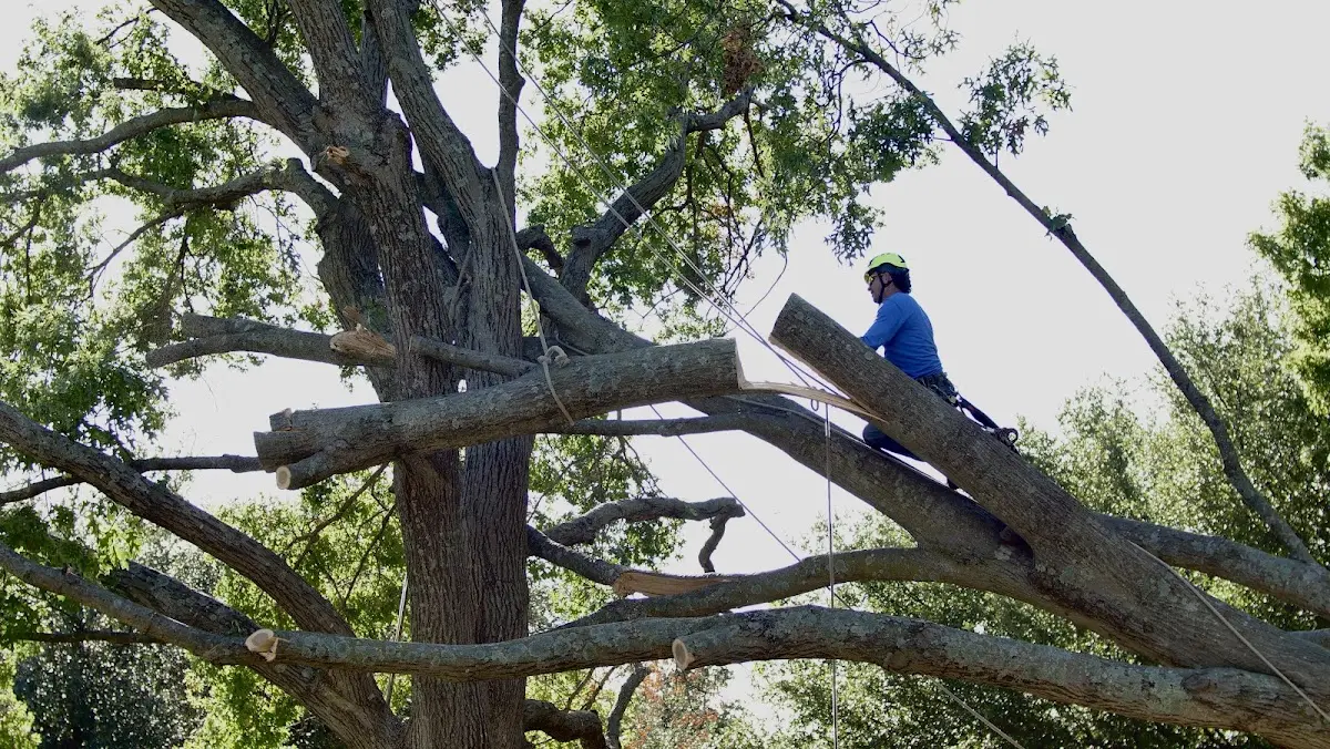 Professional Hazardous Tree Removal performed by certified arborists in Sherburn